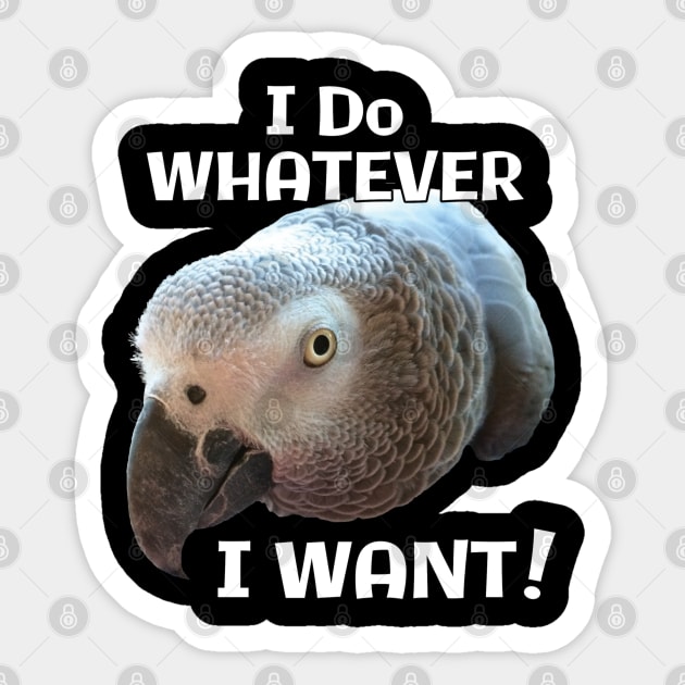 African Grey Parrot - Do Whatever I Want! Sticker by Einstein Parrot